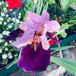 Meet your Posher, Bill